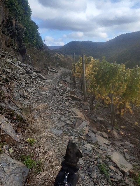 Naturaleza, Sendero De Senderismo