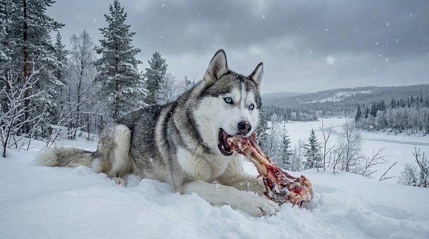 Haustier, Tier, Siberian Husky, Knochen