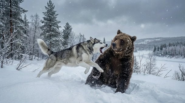 Haustier, Tier, Siberian Husky, Bär