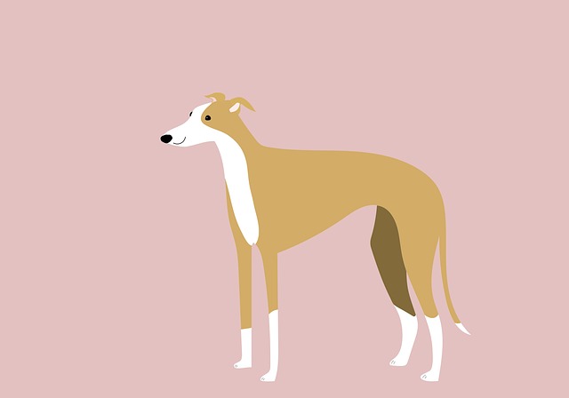Free greyhounds dog pet illustration