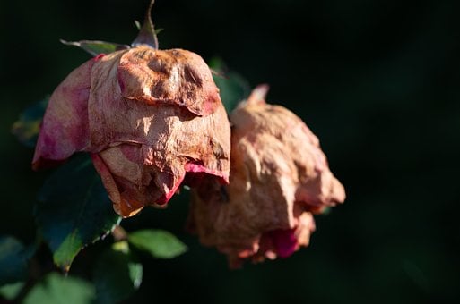 Free Rose Old photo and picture