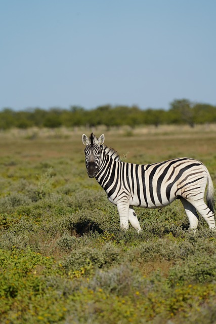 Zebra, Steppenzebra, Afrikanisches Zebra