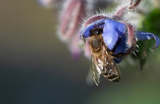 Free Borage Nature photo and picture