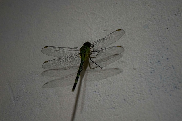Free Insect Dragonfly photo and picture