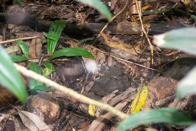 Free Leaf Soil photo and picture