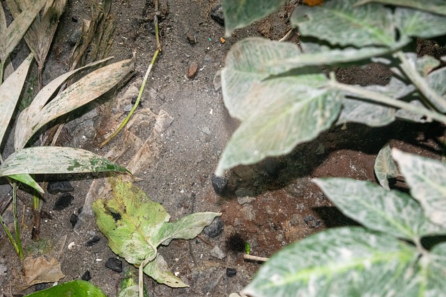 Free Nature Leaf photo and picture