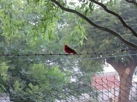 Roter Diamant, Vogel, Feder, Arten