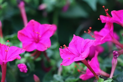 Floksblomst, Nærbilde, Fiolett