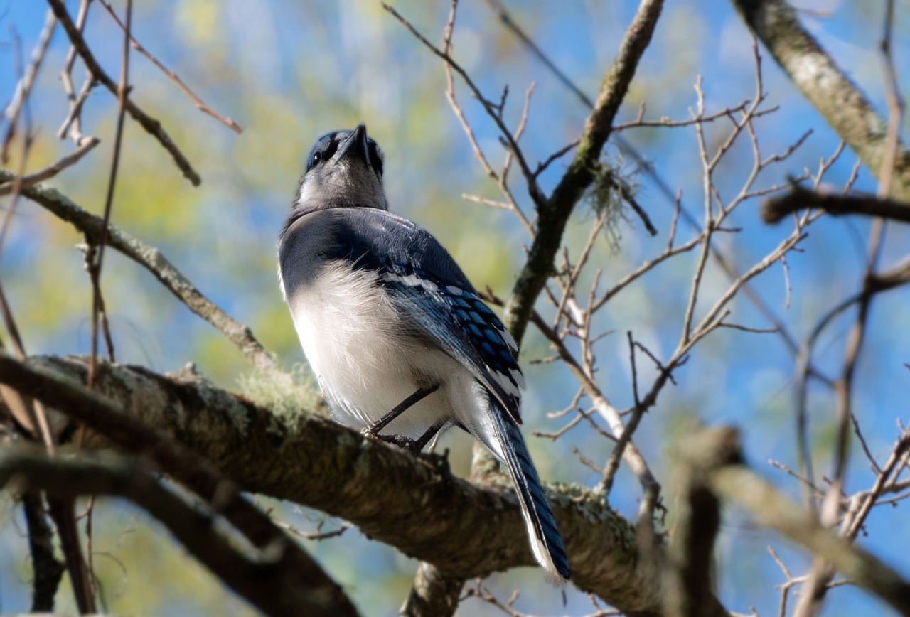 Blue Jay - free online jigsaw puzzle photo
