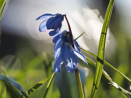 Floare, Clopoțel, Primăvară, Albastru