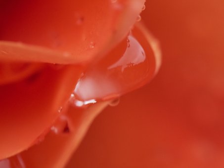 Floare, Macro, Portocaliu, Petale, Apă