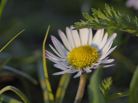 Margaretă, Natură, Prim Plan, Floare