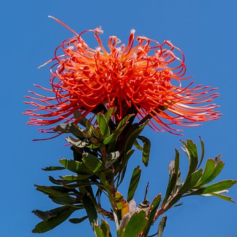 Free Protea Flower photo and picture