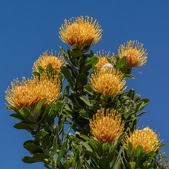 Free Protea Flower photo and picture
