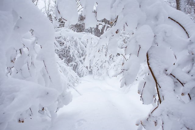 Free Winter Snow photo and picture