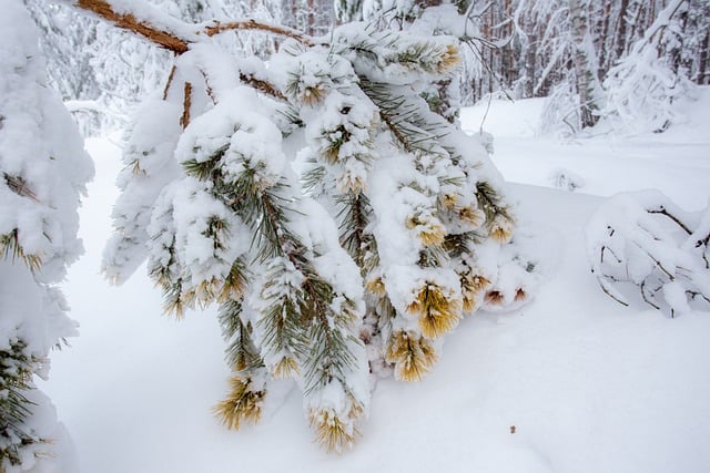 Free Winter Snow photo and picture