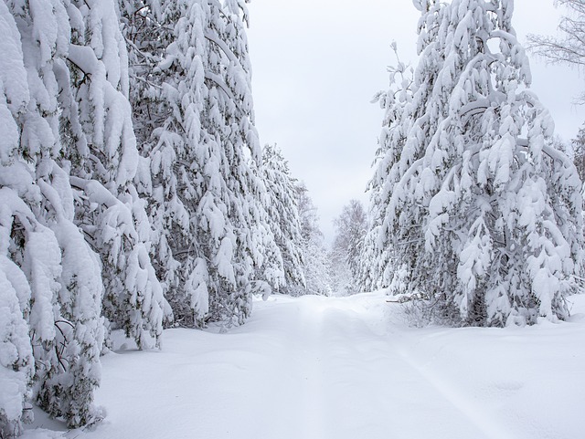 Free Forest Snow photo and picture