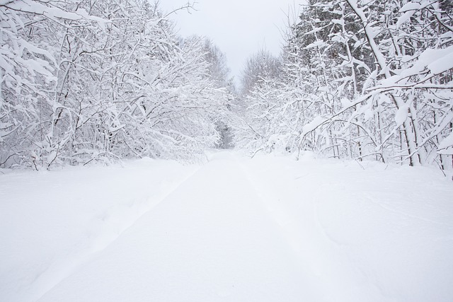 Free Snow Winter photo and picture