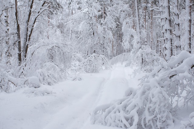 Free Snow Winter photo and picture