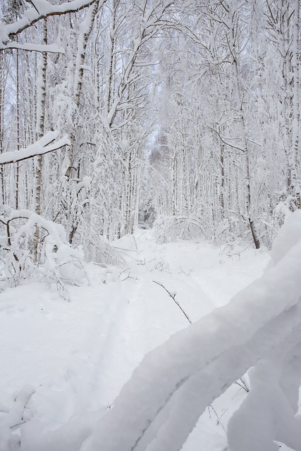 Free Snow Winter photo and picture