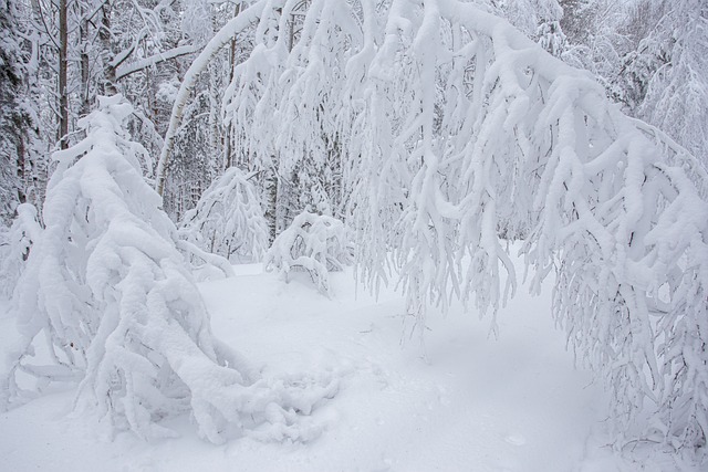 Free Winter Snow photo and picture
