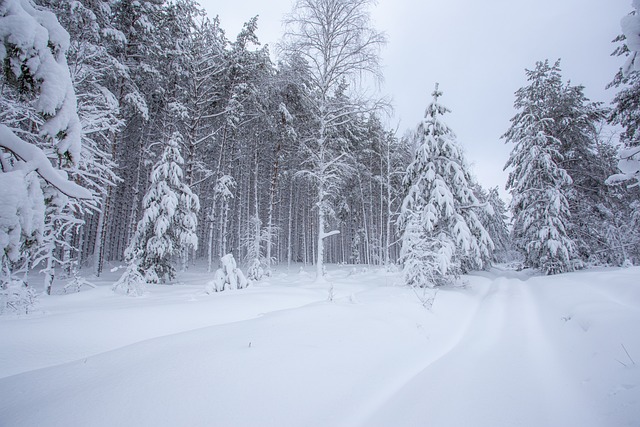 Free Forest Winter photo and picture