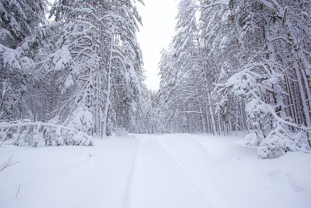 Free Winter Snow photo and picture