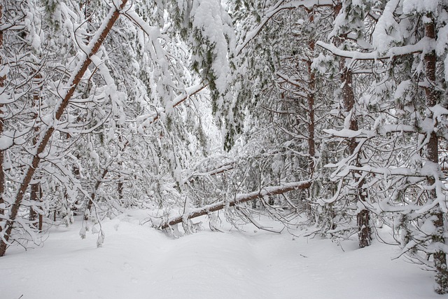 Free Russia Winter photo and picture