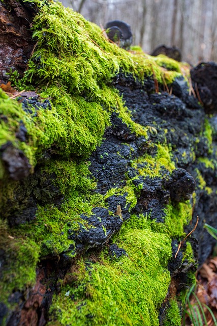 Free Moss Tree Trunk photo and picture