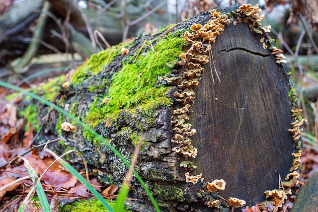 Free Log Moss photo and picture