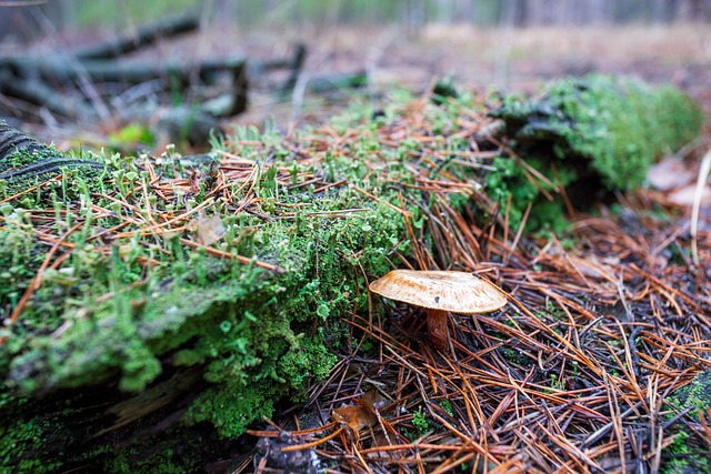 Free Mushroom Moss photo and picture