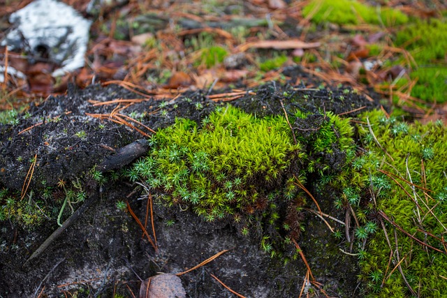 Free Moss Nature photo and picture