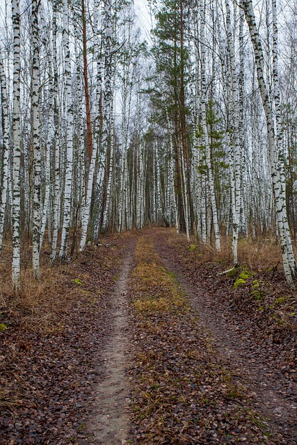 Free Forest Autumn photo and picture