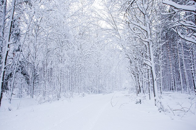 Free Winter Forest Landscape photo and picture