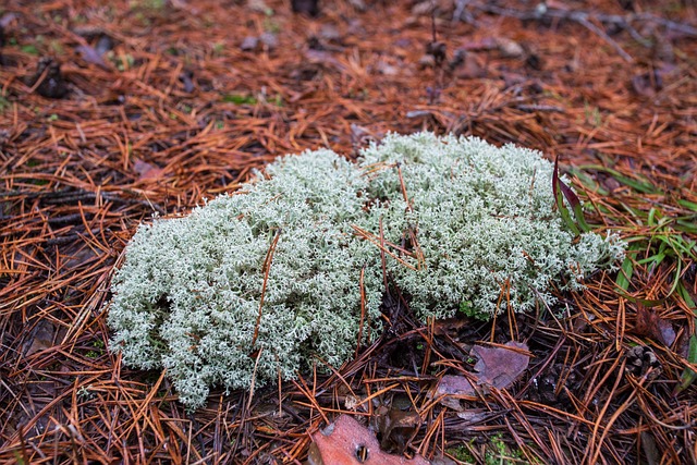 Free Lichen Forest photo and picture
