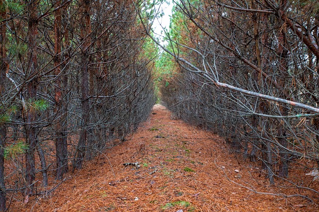Free Forest Path photo and picture