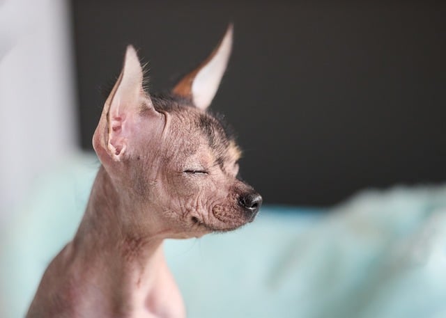 Perro, Pet, Animal, Sin Pelo, Lindo
