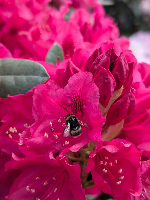 Rhododendron, Biene, Hummel, Pollen