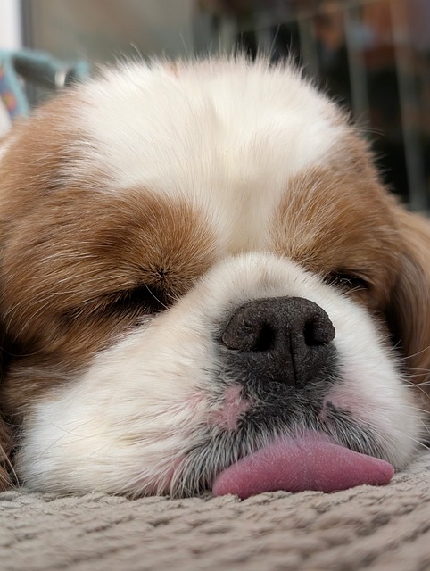 Hund, Cavalier, Spaniel, Natur, Niedlich