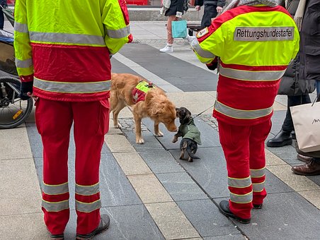 Rettungshund, Rote Jacke, Hund, Gehweg