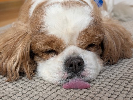Hund, Spaniel, Schlafend, Haustier, Fell