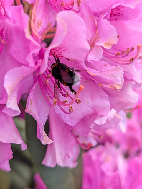 Rhododendron, Hummel, Blume, Natur