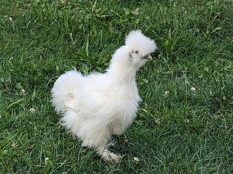 Seidenhenne, Weiß, Gras, Vogel, Haustier