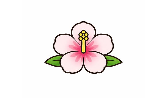 Rosa De Sharon, Corea, Crisantemo, Flor