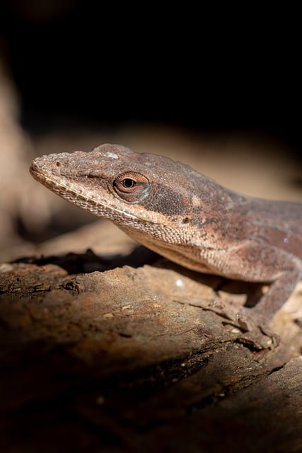 Anolis, Firben, Krybdyr, Natur, Dyreliv