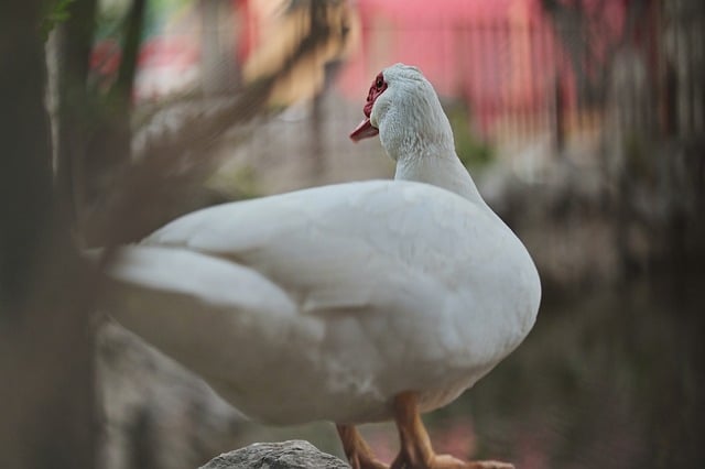 Pižmová Kachna, Kachna, Vodní Ptactvo