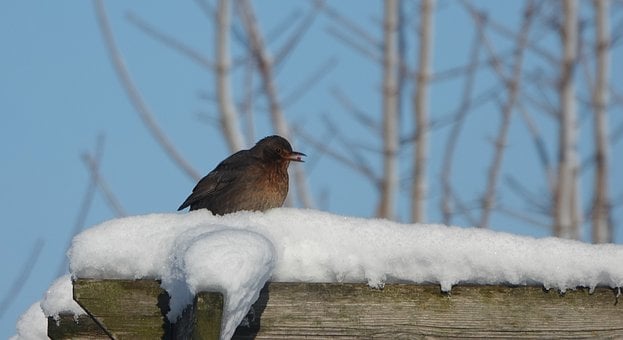 Inverno, Neve, Vendéia, Passaro Preto