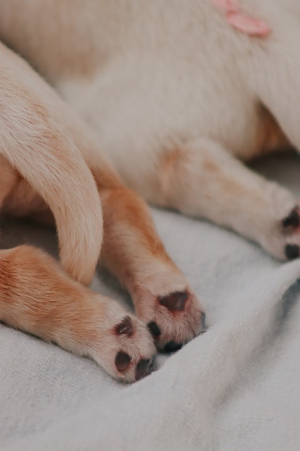 Free Golden Retriever Puppy photo and picture