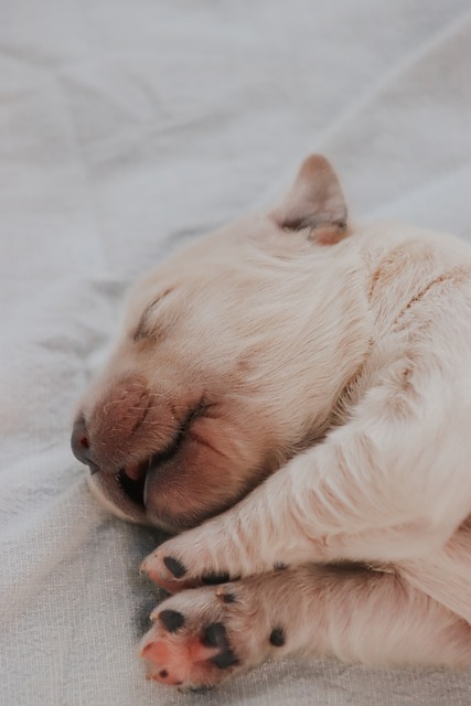Free Puppy Puppies photo and picture