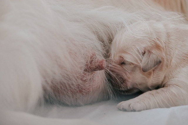 Free Golden Retriever Puppy Mom photo and picture